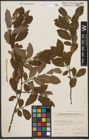 Foto von Salix silesiaca Willd.